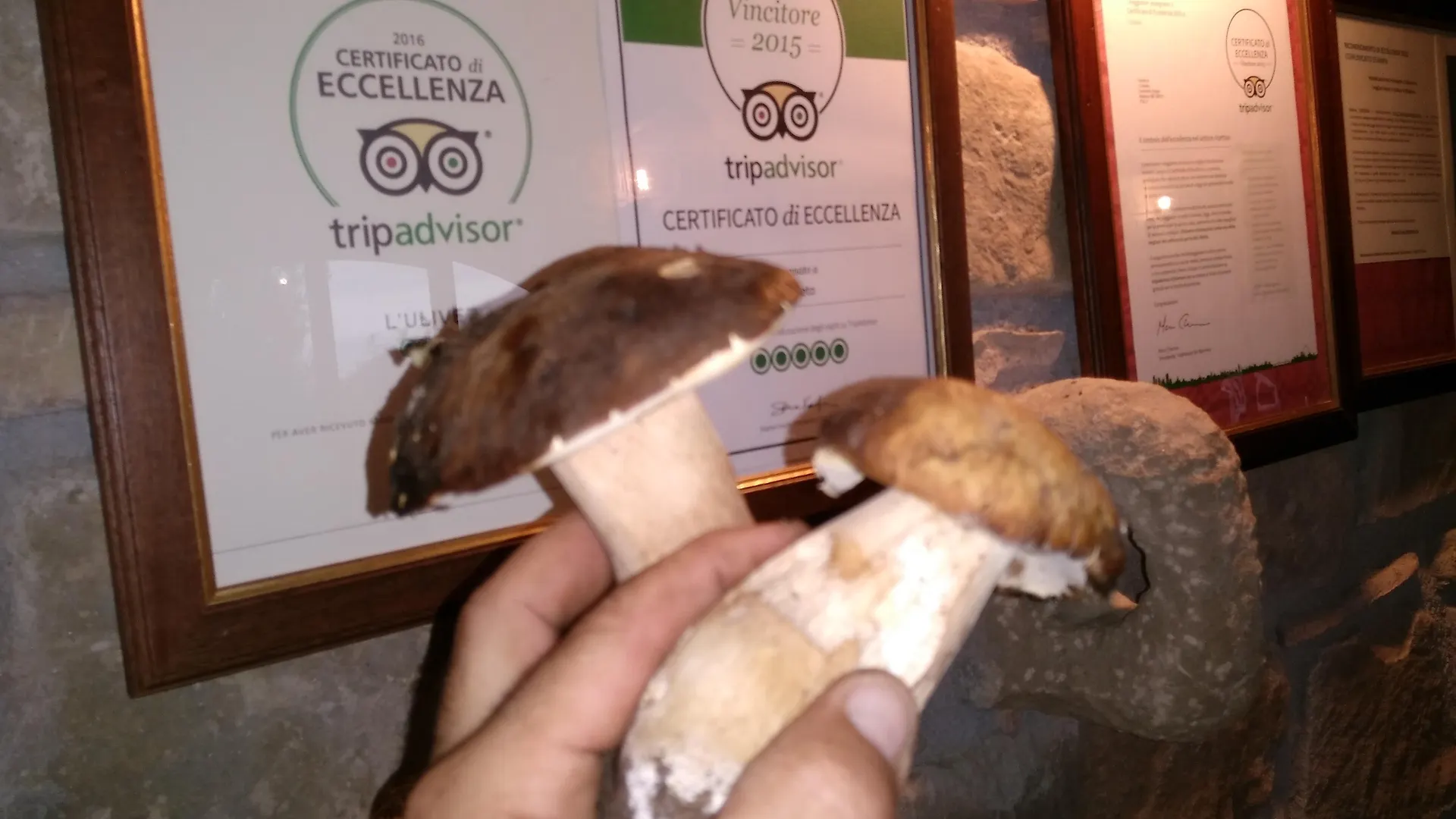 Farm stay L'Uliveto Villa Reitano